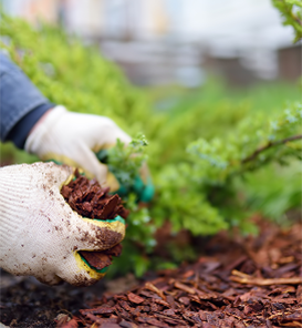 Person pulling weeds and scooping mulch
